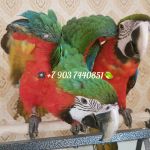 Арлекин гибрид попугаев ара - птенцы из питомников Европы
