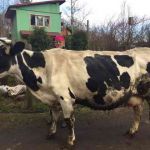 Продаю породистую корову (30л.молока/день)